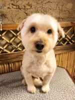 トリマー紹介 | 犬洗洞～けんせんどう～ 東京 大田区の トリミングサロン