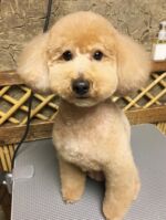 トリマー紹介 | 犬洗洞～けんせんどう～ 東京 大田区の トリミングサロン